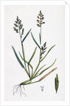 Sclerochloa Procumbens Procumbent Meadow-Grass by Anonymous