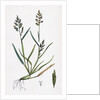 Sclerochloa Procumbens Procumbent Meadow-Grass by Anonymous