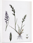 Sclerochloa Rigida Hard Meadow-Grass by Anonymous