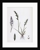 Sclerochloa Rigida Hard Meadow-Grass by Anonymous