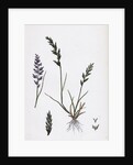 Sclerochloa Rigida Hard Meadow-Grass by Anonymous