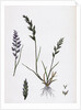 Sclerochloa Rigida Hard Meadow-Grass by Anonymous