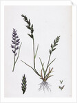 Sclerochloa Rigida Hard Meadow-Grass by Anonymous