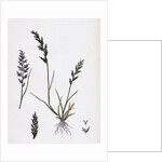 Sclerochloa Rigida Hard Meadow-Grass by Anonymous