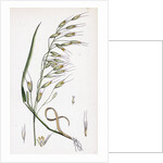 Avena Strigosa Black Oat by Anonymous