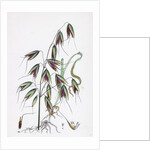 Avena Fatua Wild Oat by Anonymous