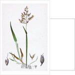 Holcus Mollis Creeping Soft-Grass by Anonymous