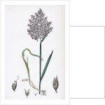 Holcus Lanatus Yorkshire Fog by Anonymous