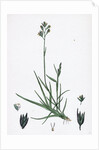 Triodia Decumbens Decumbent Heath-Grass by Anonymous