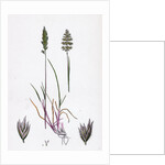 Köleria Cristata Crested Hair-Grass by Anonymous