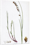 Melica Nutans Nodding Melic-Grass by Anonymous