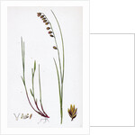 Melica Nutans Nodding Melic-Grass by Anonymous