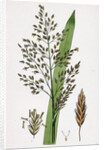 Glyceria Aquatica Reed Meadow-Grass by Anonymous