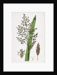 Glyceria Aquatica Reed Meadow-Grass by Anonymous