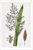 Glyceria Aquatica Reed Meadow-Grass by Anonymous