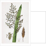 Glyceria Aquatica Reed Meadow-Grass by Anonymous