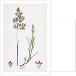 Corynephorus Canescens Grey Hair-Grass by Anonymous