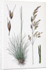 Aira Uliginosa Bog Hair-Grass by Anonymous