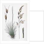 Aira Uliginosa Bog Hair-Grass by Anonymous