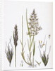 Avena Flavescens Yellow Oat-Grass by Anonymous