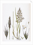 Avena Flavescens Yellow Oat-Grass by Anonymous