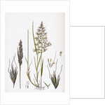 Avena Flavescens Yellow Oat-Grass by Anonymous