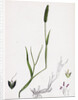 Alopecurus Eu-Geniculatus Bent-Stemmed Fox-Tail-Grass by Anonymous
