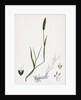 Alopecurus Eu-Geniculatus Bent-Stemmed Fox-Tail-Grass by Anonymous