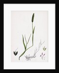Alopecurus Eu-Geniculatus Bent-Stemmed Fox-Tail-Grass by Anonymous