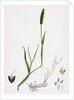 Alopecurus Eu-Geniculatus Bent-Stemmed Fox-Tail-Grass by Anonymous