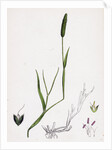 Alopecurus Eu-Geniculatus Bent-Stemmed Fox-Tail-Grass by Anonymous