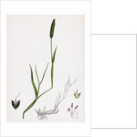 Alopecurus Eu-Geniculatus Bent-Stemmed Fox-Tail-Grass by Anonymous