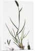 Alopecurus Bulbosus Tuberous Fox-Tail-Grass by Anonymous