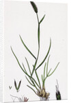 Alopecurus Bulbosus Tuberous Fox-Tail-Grass by Anonymous
