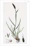 Alopecurus Bulbosus Tuberous Fox-Tail-Grass by Anonymous