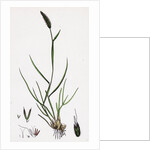 Alopecurus Bulbosus Tuberous Fox-Tail-Grass by Anonymous