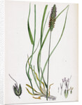 Alopecurus Pratensis Meadow Fox-Tail-Grass by Anonymous