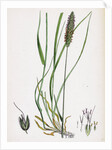 Alopecurus Pratensis Meadow Fox-Tail-Grass by Anonymous