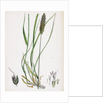 Alopecurus Pratensis Meadow Fox-Tail-Grass by Anonymous