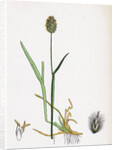 Alopecurus Alpinus Alpine Fox-Tail-Grass by Anonymous