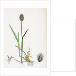 Alopecurus Alpinus Alpine Fox-Tail-Grass by Anonymous