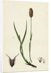 Phleum Alpinum Alpine Timothy-Grass by Anonymous