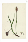 Phleum Alpinum Alpine Timothy-Grass by Anonymous