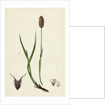 Phleum Alpinum Alpine Timothy-Grass by Anonymous