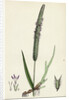 Phleum Pratense Var. Genuinum Common Timothy-Grass Var. A. by Anonymous