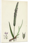 Phleum Pratense Var. Genuinum Common Timothy-Grass Var. A. by Anonymous