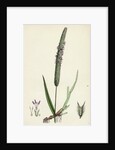Phleum Pratense Var. Genuinum Common Timothy-Grass Var. A. by Anonymous