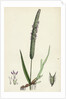 Phleum Pratense Var. Genuinum Common Timothy-Grass Var. A. by Anonymous