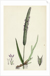 Phleum Pratense Var. Genuinum Common Timothy-Grass Var. A. by Anonymous