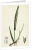 Phleum Pratense Var. Genuinum Common Timothy-Grass Var. A. by Anonymous